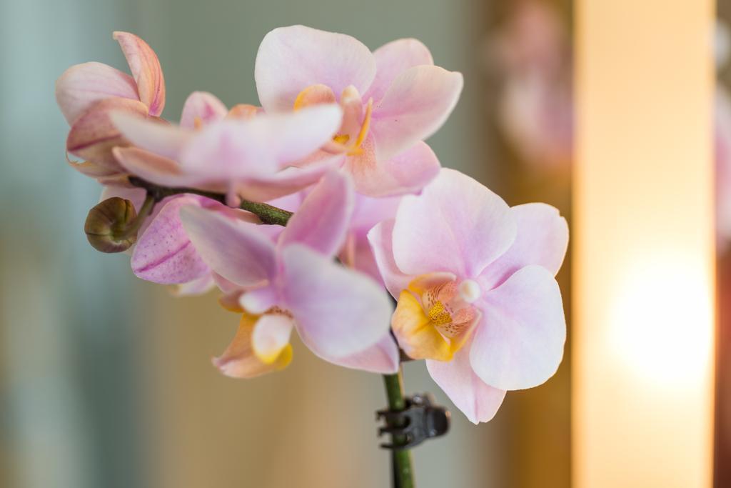 Hotel Fontana - Adults Only Bad Breisig Ngoại thất bức ảnh
